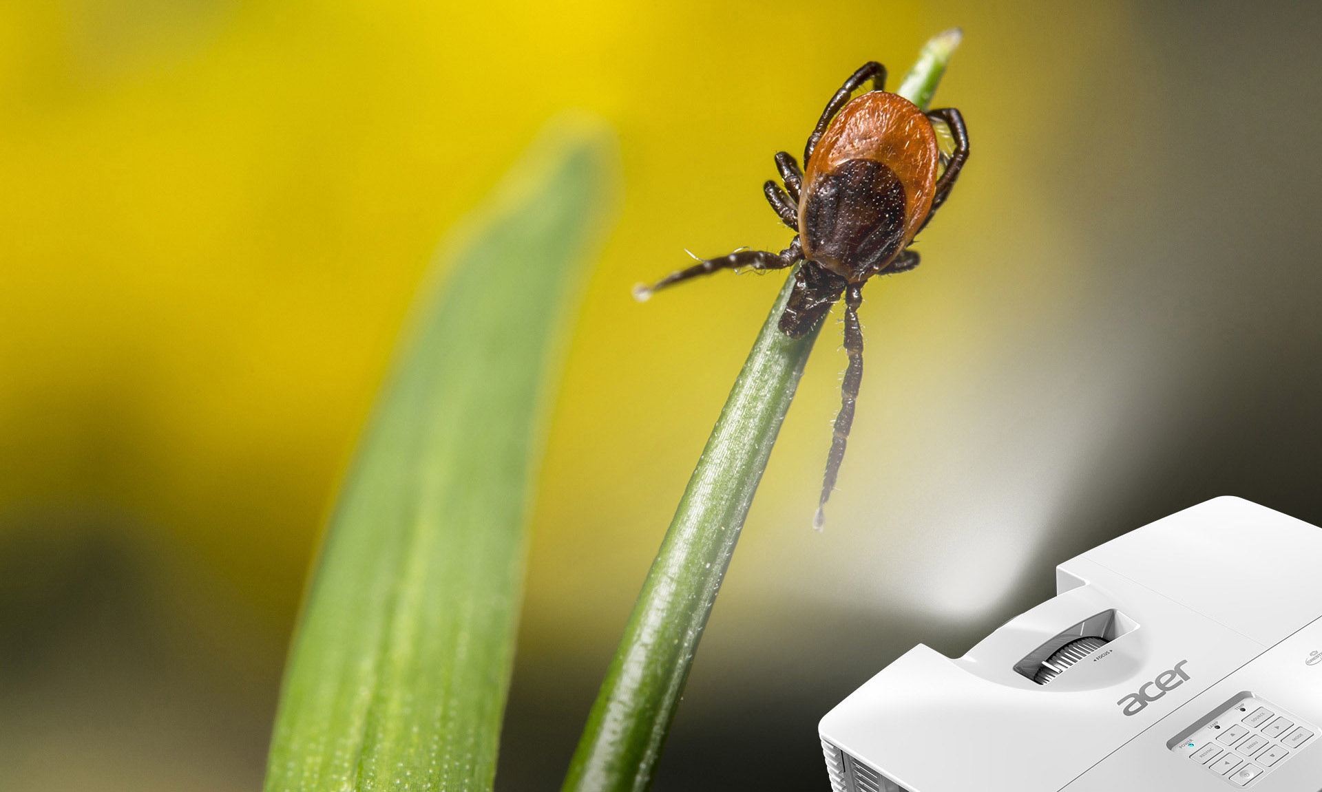 Acer S1 projector at the corner of the image, angled up to the right showing a closeup, high-definition image of a bug on a blade of grass