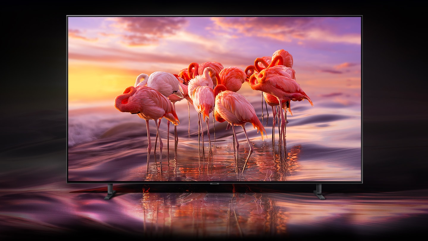 SAMSUNG Q80R Display Facing Forward Showing Flamingos in Water with a pink sky while the sun sets