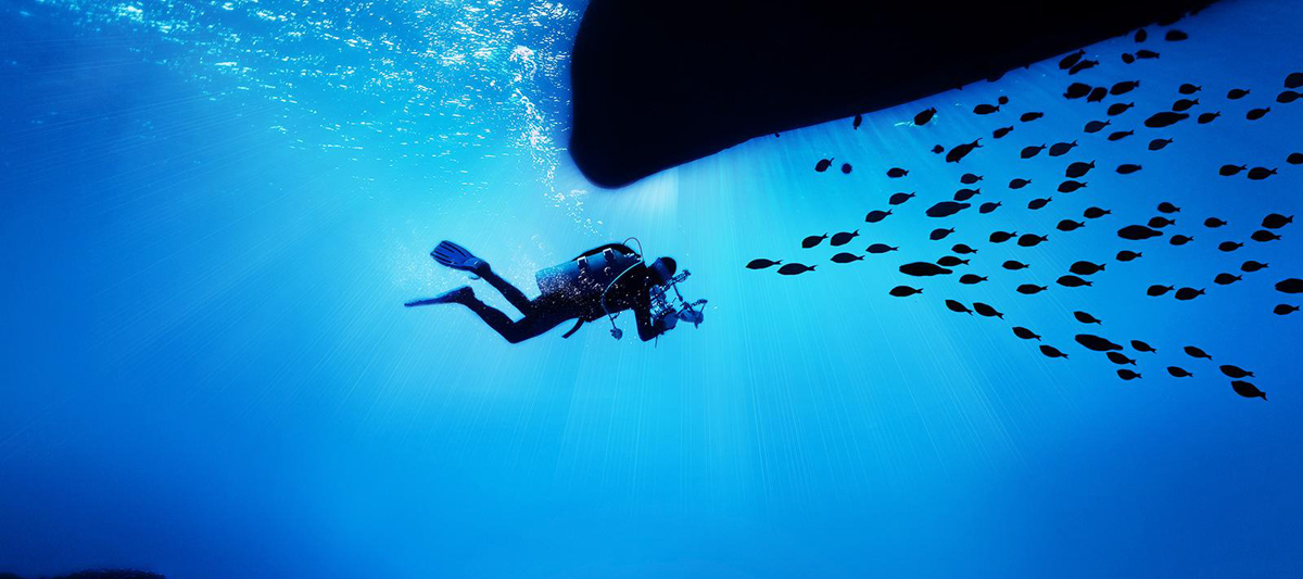 A snorkle diver is underwater swimming to a swarm of fishes which are all in their silhouettes