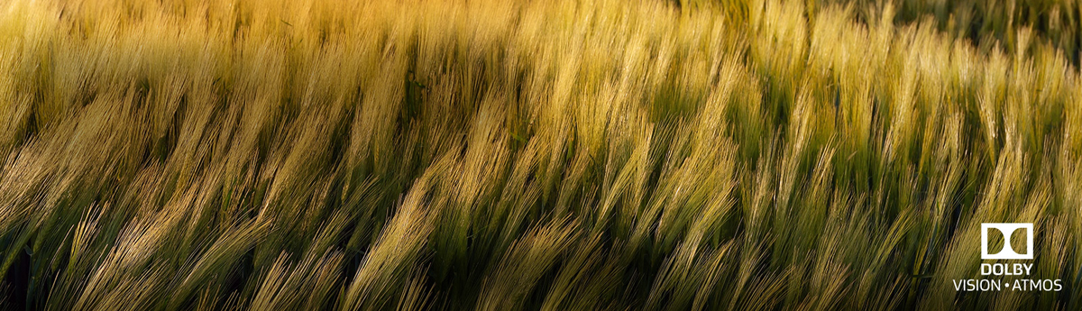 A field of plant is blowed by the wind and the icon of dolby vision atmos is loacated at the bottom right corner.