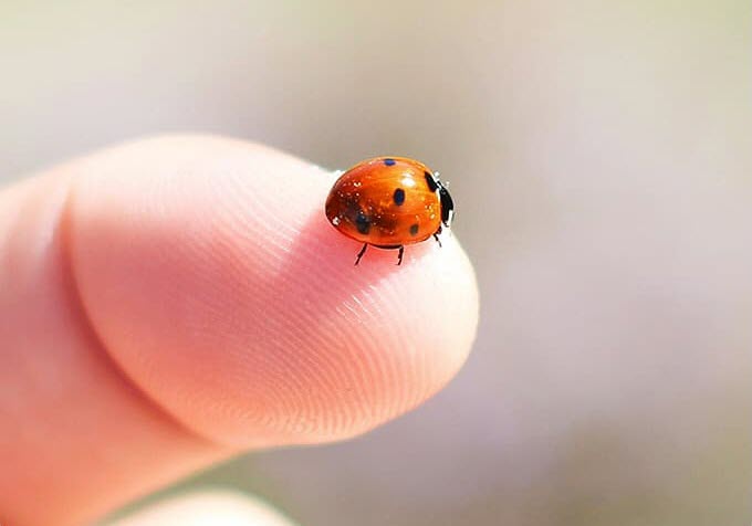 Macro Cam that captures the up-close details