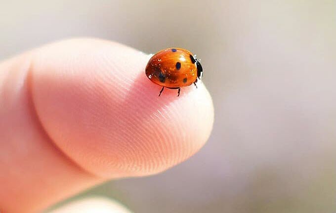 Macro Cam that captures the up-close details