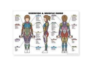 Exercise Muscle Guide