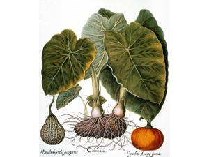 Gourd Taro & Pumpkin Ngourd (Cucurbitaceae Family) Taro Or Dasheen (Colocasia Esculenta) And Pumpkin (Cucurbita Pepo) Engraving For Basilius BeslerS Florilegium Published At Nuremberg In 1613 Poster P Gourd Taro & Pumpkin Ngourd (Cucurbitaceae Family) Taro Or Dasheen (Colocasia Esculenta) And Pumpkin (Cucurbita Pepo) Engraving For Basilius BeslerS Florilegium Published At Nuremberg In 1613 Poster P
