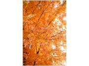 Trademark Fine Art Ariane Moshayedi Orange Leaves Canvas Art