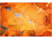 Trademark Fine Art Philippe Sainte Laudy Seasonal Leaves Canvas Art