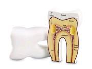 Tooth Cross-section Model