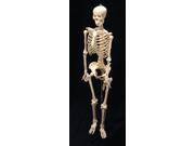 American Educational 7 1412 Skeleton Life Sized Model