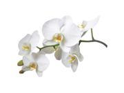 Crearreda CR 57714 White Orchid Wall Decals