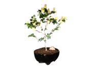 Bonsaiboy Flowering Texas Ebony - (pithecolobium Flexicaule)