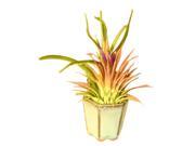 Bonsaiboy Flowering Tillandsia Bonsai Tree Air Plant