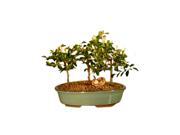 Bonsaiboy Flowering Lavender Star Flower Bonsai 3 Tree Forest Group (grewia Occidentalis)