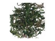 Oddity Home Karni Fern - 2.8 Cups