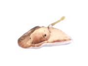 UPC 686912001771 product image for Stingray L Beige 37