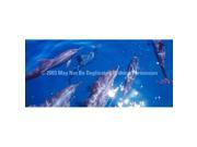 ClearVue Graphics Window Graphic 30x65 Dolphins WLD 004 30 65
