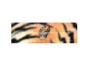ClearVue Graphics Window Graphic 20x65 Skull on Tiger Tattoo TAT 008 20 65