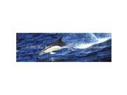 ClearVue Graphics Window Graphic 20x65 Dolphin WLD 024 20 65