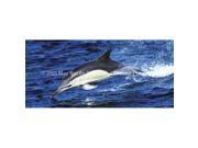 ClearVue Graphics Window Graphic 30x65 Dolphin WLD 024 30 65