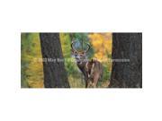 ClearVue Graphics Window Graphic 30x65 White Tail WLD 001 30 65