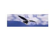 ClearVue Graphics Window Graphic 16x54 Eagle in Flight WLD 012 16 54