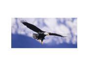 ClearVue Graphics Window Graphic 30x65 Eagle in Flight WLD 012 30 65