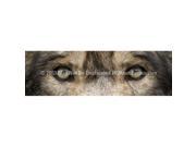 ClearVue Graphics Window Graphic 20x65 Wolf Eyes 2 WLD 033 20 65