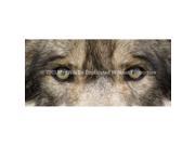 ClearVue Graphics Window Graphic 30x65 Wolf Eyes 2 WLD 033 30 65