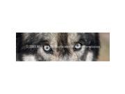 ClearVue Graphics Window Graphic 20x65 Wolf Eyes WLD 031 20 65