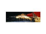ClearVue Graphics Window Graphic 16x54 The Catch FSH 024 16 54