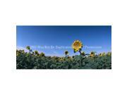 ClearVue Graphics Window Graphic 30x65 Sunflowers NAT 029 30 65