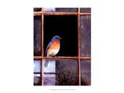 Posterazzi OWP77152D Bluebird Window Poster by Chris Vest 13.00 x 19.00