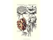 Posterazzi OWP41319D Tinted Floral I Poster by Basilius Besler 13.00 x 19.00