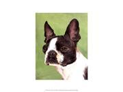 Posterazzi OWP77127D Dog Portrait Boston Poster by Jill Sands 13.00 x 19.00