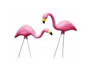 Bloem 10 Pack Pink Flamingo G21