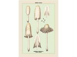 Buyenlarge 04897-2P2030 Edible Fungi - Shaggy Coprinus 20x30 poster Buyenlarge 04897-2P2030 Edible Fungi - Shaggy Coprinus 20x30 poster