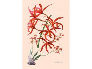 Buyenlarge 07944-4P2030 Orchid - Laelia Cinnabarina 20x30 poster Buyenlarge 07944-4P2030 Orchid - Laelia Cinnabarina 20x30 poster
