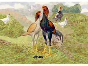 Buyenlarge 05633-9P2030 Malay - Chickens 20x30 poster Buyenlarge 05633-9P2030 Malay - Chickens 20x30 poster