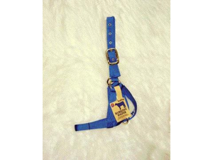 Hamilton Halter Company - Halter Cow Turn Out- Blue Yearling - 30DY BL Hamilton Halter Company - Halter Cow Turn Out- Blue Yearling - 30DY BL