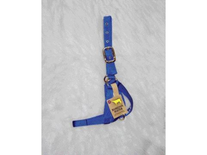 Hamilton Halter Company - Cow Turn Out Halter- Blue 1 Inch - 30DC BL Hamilton Halter Company - Cow Turn Out Halter- Blue 1 Inch - 30DC BL