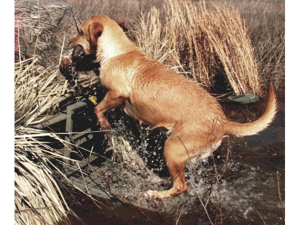 Great Day LP500HD Load-A-Pup HD For the HuntiN dog Great Day LP500HD Load-A-Pup HD For the HuntiN dog