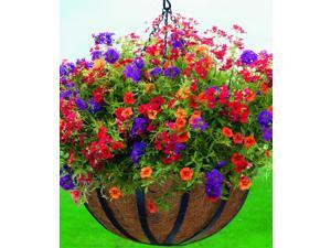 Woodstream HPF14-B 14 Inch English Flatwire Hanging Basket Woodstream HPF14-B 14 Inch English Flatwire Hanging Basket