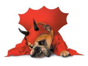 Zelda Devil Dog Costume Zelda Devil Dog Costume