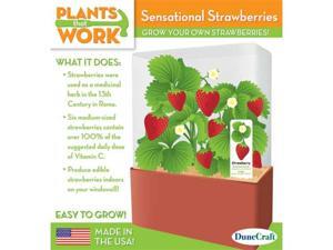 Sensational Strawberries Plant Kit Sensational Strawberries Plant Kit