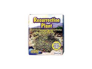 Resurrection Plant Resurrection Plant