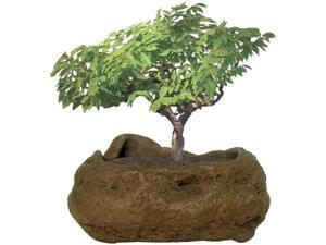 Bonsai Rock Garden Bonsai Rock Garden