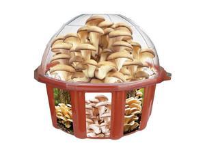 Grow Your Own Oyster Mushrooms! Grow Your Own Oyster Mushrooms!