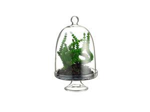 5.75" Artificial Worm Succulent in Glass Terrarium with Cloche Dome Lid 5.75" Artificial Worm Succulent in Glass Terrarium with Cloche Dome Lid