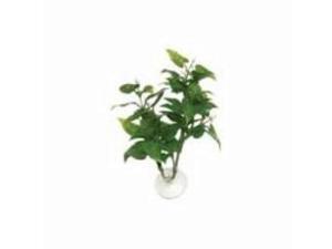 Philodendrom Betta Plant Philodendrom Betta Plant