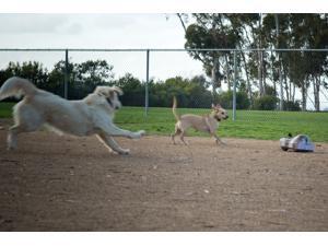 Go Go Dog Pals Skunk: Fun, active toy for your dog. Go Go Dog Pals Skunk: Fun, active toy for your dog.
