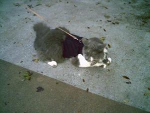 Kitty Holster Extra Small Black Kitty Holster Extra Small Black